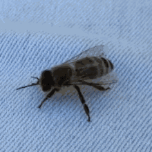 Bee Twerking GIF