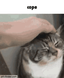 Cope Cat GIF - Cope Cat Cope Cat GIFs