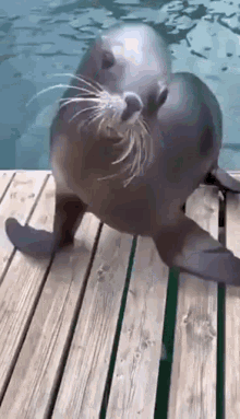 Aphearse Seal Dance GIF - Aphearse Seal Dance Sealer GIFs