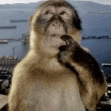 a close up of a monkey eating a nut in front of a body of water with mountains in the background .