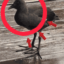 a black bird with red arrows pointing at its legs