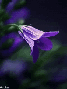 Purple Flower GIF