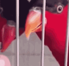 Parrot Tongue GIF - Parrot Tongue Animals GIFs