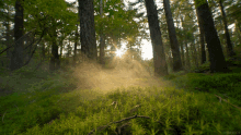 Forest Sun Rays GIF