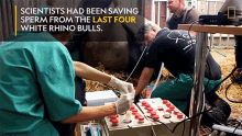 Scientist Had Been Saving Sperm From The Last Four White Rhino Bulls White Rhinos Are Nearly Extinct GIF