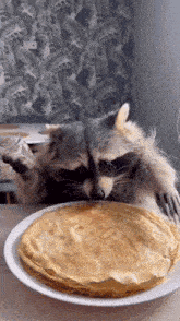 Raccoon Eating Munching Snack Cute GIF
