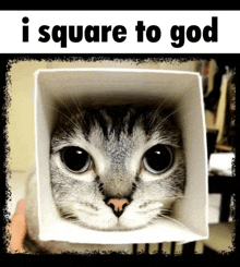 a cat in a box with the words isquare to god written above it