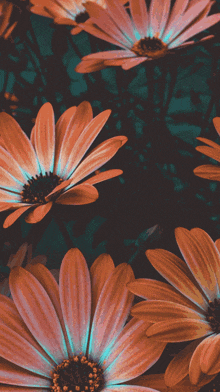 a bunch of flowers with orange petals and blue centers