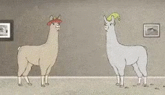 llamas wearing hats