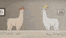 Llamas With Hats Explode GIF - Llamas With Hats Explode GIFs