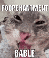 a picture of a cat with the words poopchantment bable on it