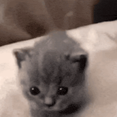 a small gray kitten is sitting on top of a bed .
