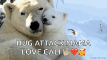 love polar bear cuddle mother