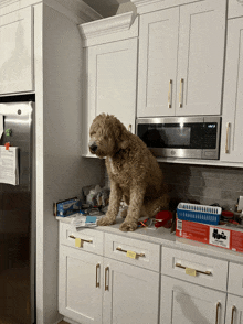 Scared Of Fireworks Dogs Scared GIF - Scared Of Fireworks Dogs Scared Fireworks GIFs