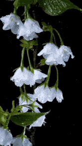 Flores Amo Voce GIF - Flores Amo Voce GIFs