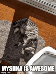 cat Memes & GIFs - Imgflip