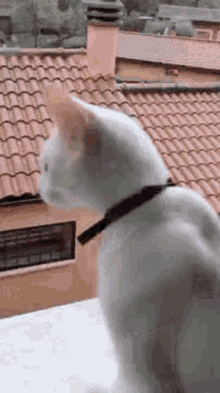 Cat What GIF - Cat What Meow GIFs