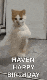 a cat is standing on its hind legs on the floor and says `` have a happy birthday '' .