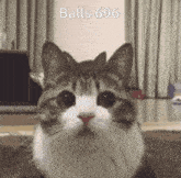 a cat is looking at the camera with the words balls 696 written above it
