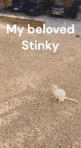 Stinky Cat GIF - Stinky Cat Car GIFs