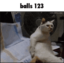 a white cat is sitting on a bed next to a fan with the words balls 123 above it