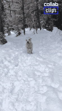Dog Slipped In The Snow Slipped GIF - Dog Slipped In The Snow Slipped Cold GIFs