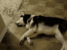 Done Give Up GIF - Done Give Up Dog GIFs