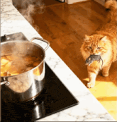 a cat is holding a mouse in its mouth in front of a pot of soup