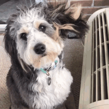Bernedoodle Air Conditioning GIF - Bernedoodle Doodle Air Conditioning GIFs
