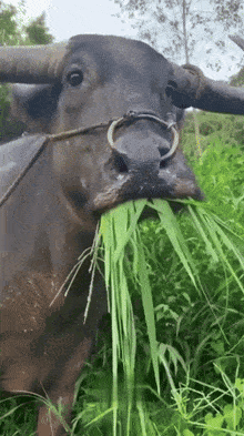 a buffalo with a ring around its nose is eating grass