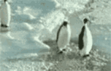 Penguin Falling GIF