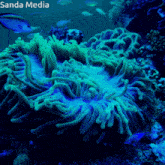 a coral reef with sanda media written on the bottom