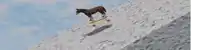 a horse is riding a snowboard down a snow covered hill