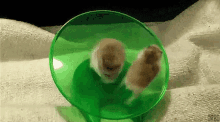 Hamster Ayasan GIF - Hamster Ayasan GIFs