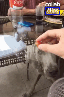 cant eat glass table funny dog dog collab