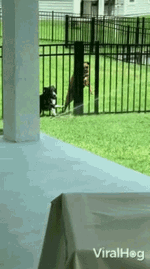 sprinkler viralhog dog fence playing