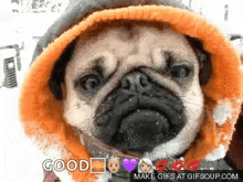 Cold Pug GIF - Cold Pug Nod GIFs