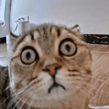 a close up of a cat 's face with big eyes