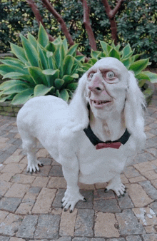 a statue of a white dog with a black collar and a red bow tie