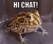 Frog Frogs GIF - Frog Frogs Cute Frog GIFs