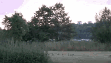 a group of ducks are standing in a field with trees in the background .