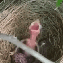 Screaming Baby Bird GIF - Screaming Baby Bird Bird GIFs