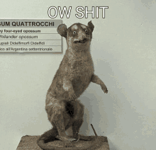 Ow Shit Opossum GIF - Ow Shit Opossum Oposeum GIFs