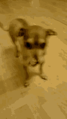 a small brown dog standing on a wooden floor with its mouth open