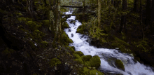 Forest Water GIF - Forest Water Flow GIFs