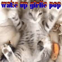 Wake Up Cat GIF - Wake Up Cat Kitten GIFs