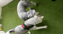 Husky Puppy GIF - Husky Puppy Playtime GIFs