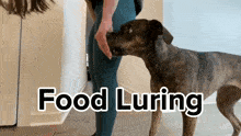 Food Luring Food Lure GIF - Food Luring Food Lure Dog Training GIFs