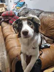 a brown and white dog wearing a hat sits on a brown leather couch