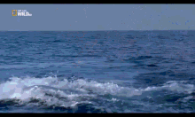 Shark Sea GIF